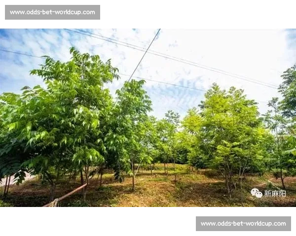 心手相连，电竞国际社群共筑绿色健康游戏生态